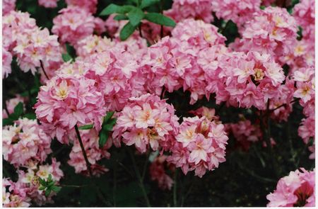 Blue Mountain Double Azalea